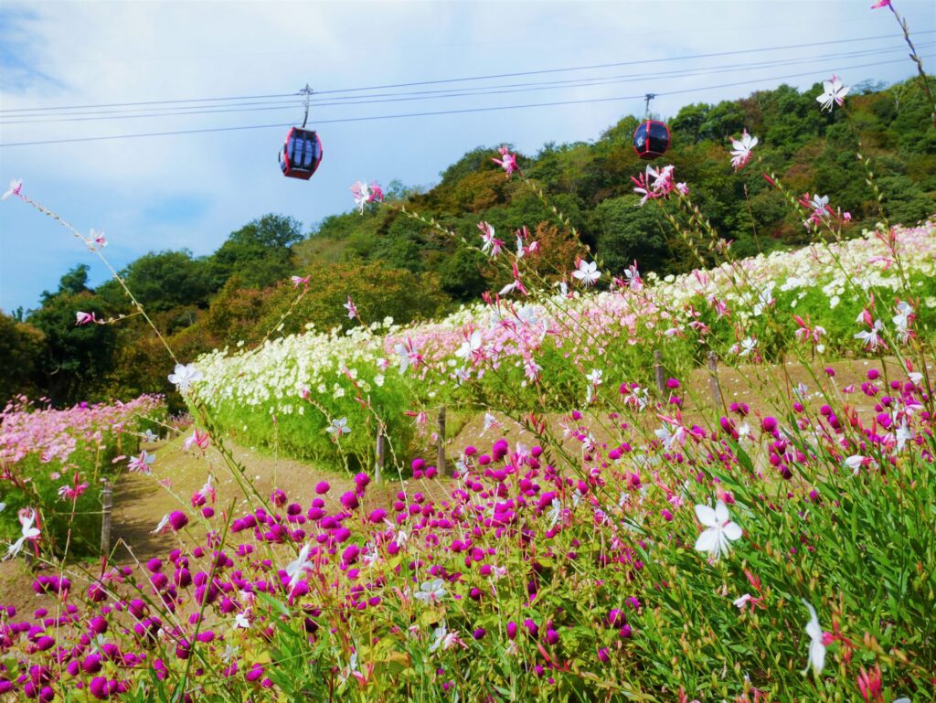 神戸布引ハーブ園内、風の丘フラワー園の花畑