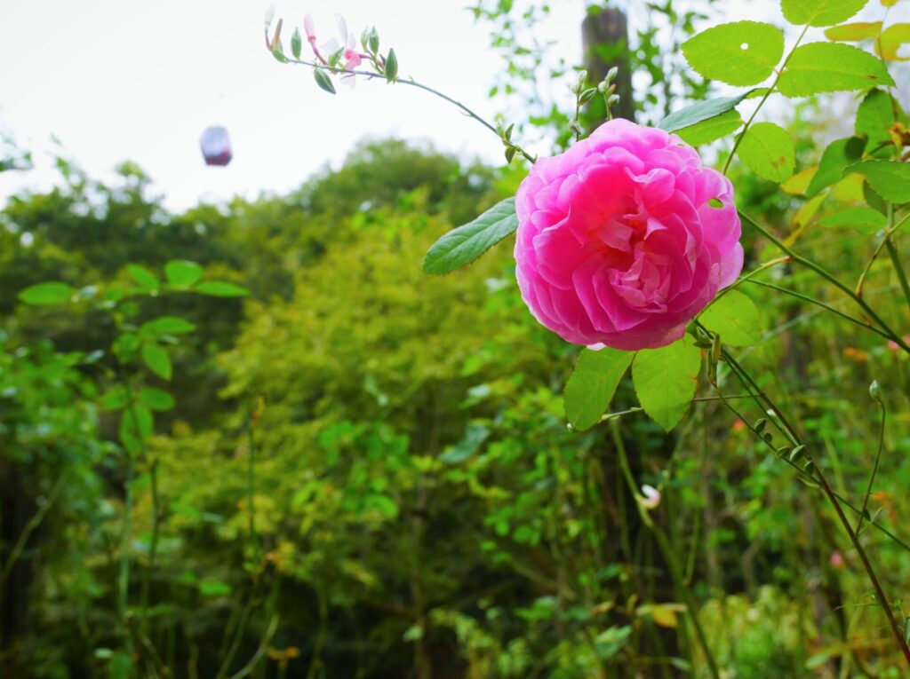 神戸布引ハーブ園内、四季の庭のバラ