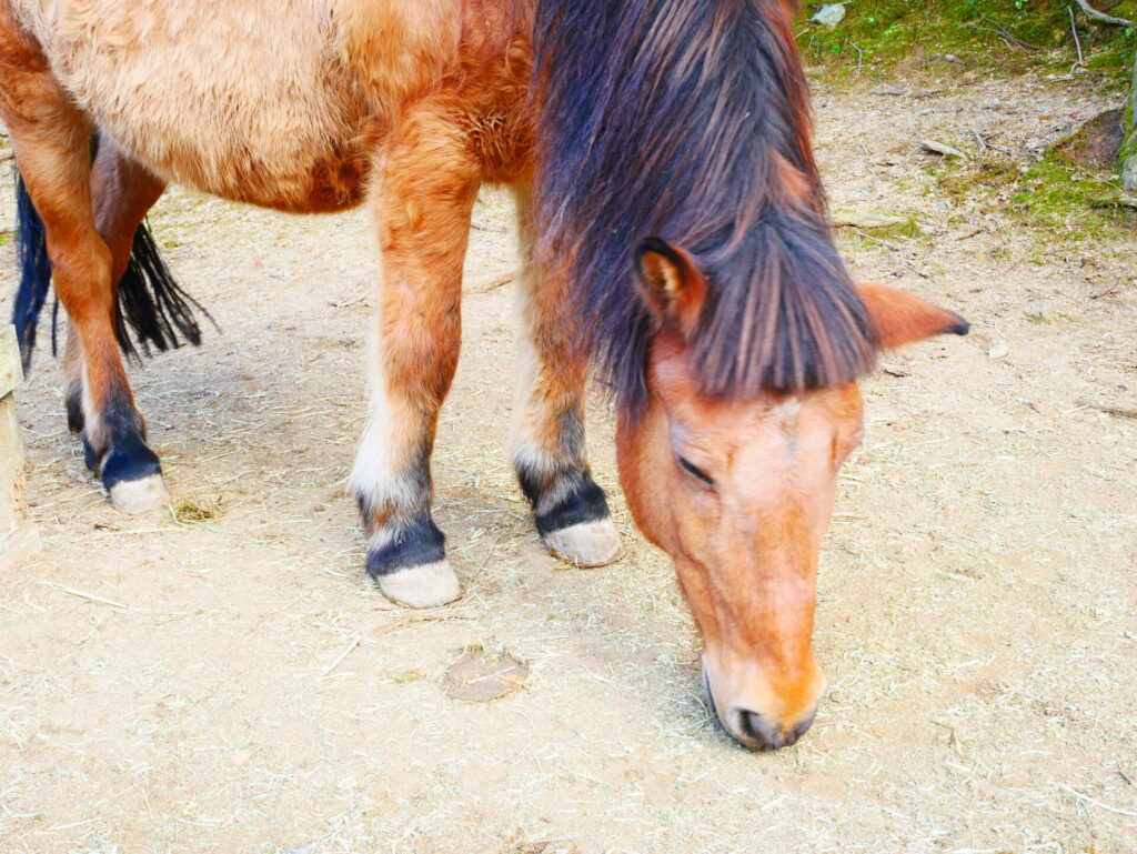 六甲山牧場の前髪がパッツンな馬