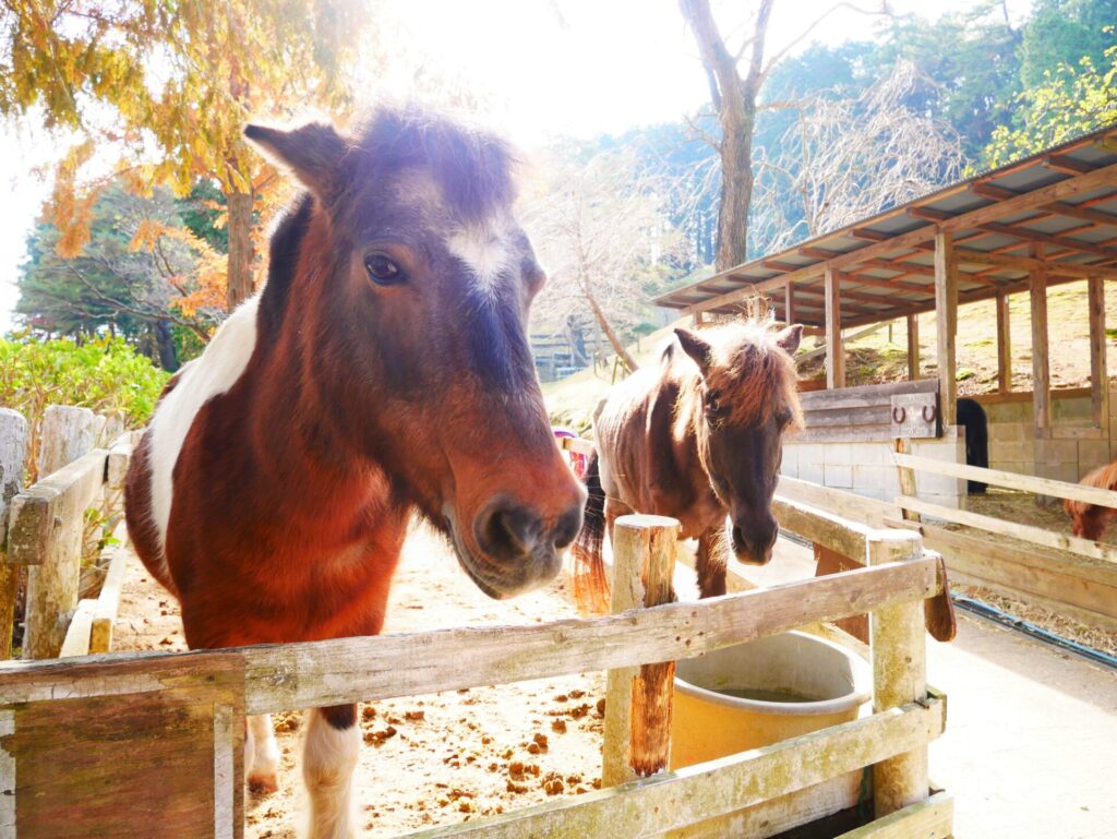 六甲山牧場の２匹の馬