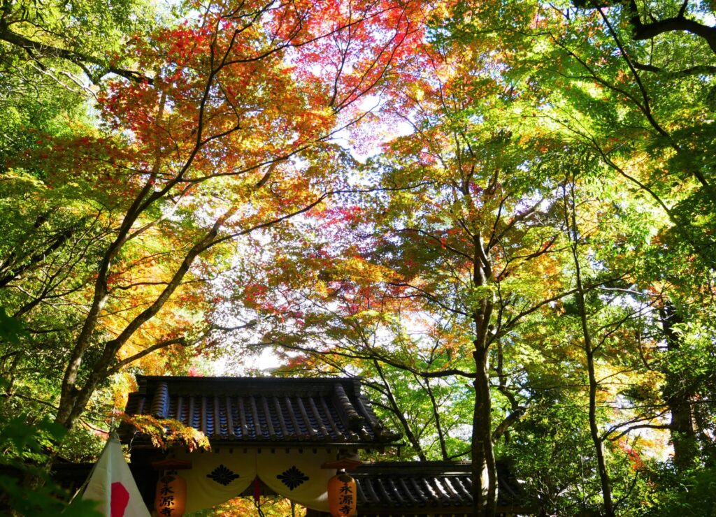 永源寺の、染まりかけの紅葉