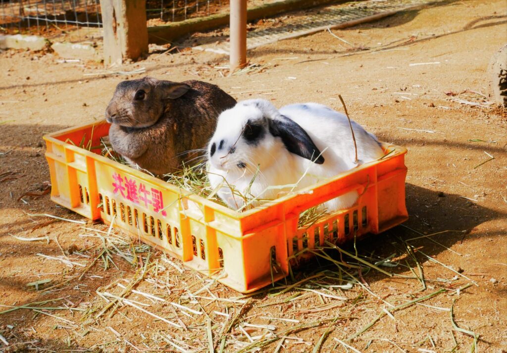 六甲山牧場の２匹のウサギ