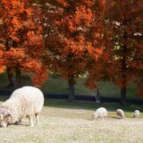 六甲山牧場で紅葉を背景に草を食む羊たち