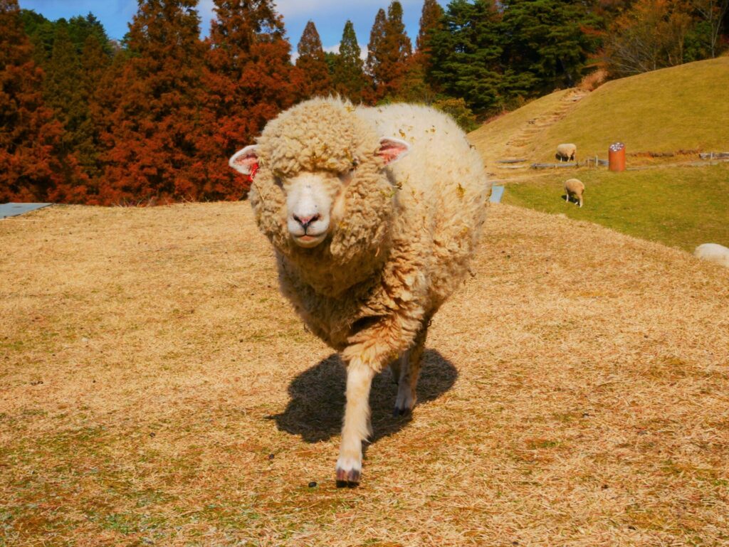 六甲山牧場の、こちらに向かって歩いてくる羊