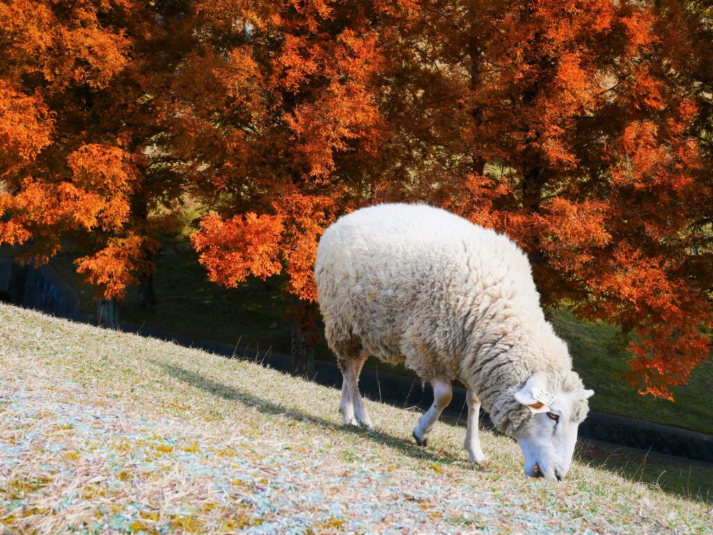 六甲山牧場で、紅葉を背景に草を食む羊