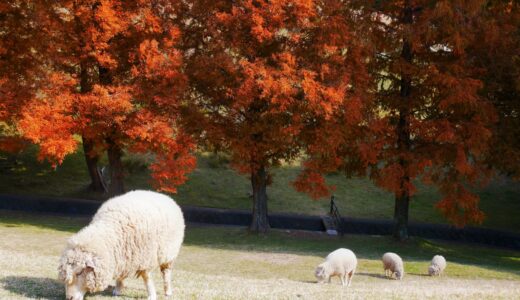 【六甲山牧場】羊と愉快な仲間たち / 紅葉の見頃時期は？～牧場散策編～
